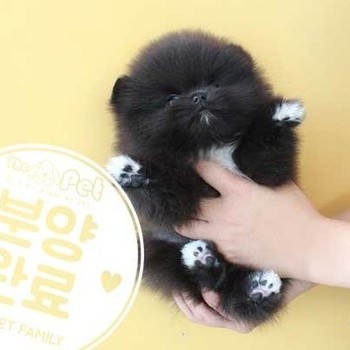 포메라니안 ♂ 7.30 분양완료