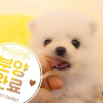 폼피츠 ♀ 11.06 분양완료