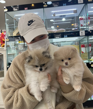 포메라니안 분양후기 [23.11.11]
