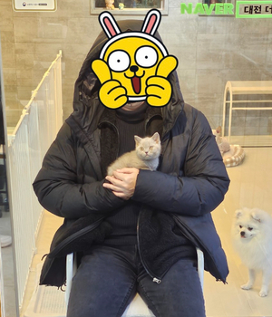 브리티쉬숏헤어 분양후기 [23.12.11]