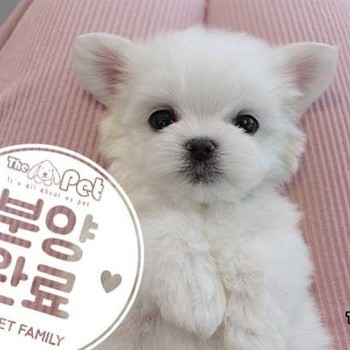 말티즈 ♂ 11.02 분양완료
