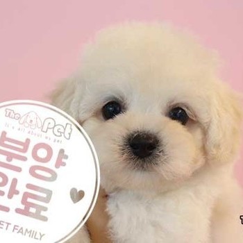 푸들 ♀ 02.21 분양완료
