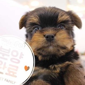 요크셔테리어 ♂ 11.02분양완료