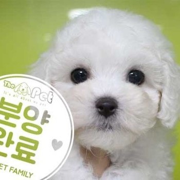 비숑프리제 ♀ 06.11 분양완료