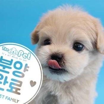 말티푸 ♂ 08.05 분양완료