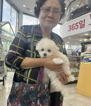 말티즈 분양후기 [23.06.23]