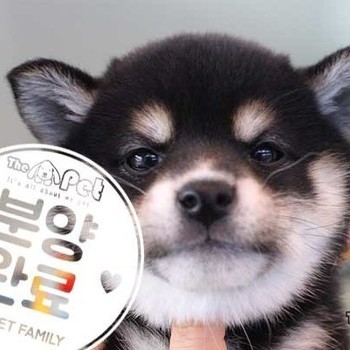 시바이누 ♀ 11.17 분양완료