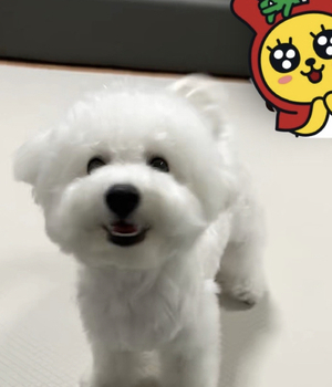 비숑프리제 분양후기 [23.08.02]