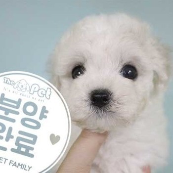 비숑프리제 ♀ 06.12 분양완료