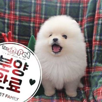 포메라니안 ♂ 10.2 분양완료