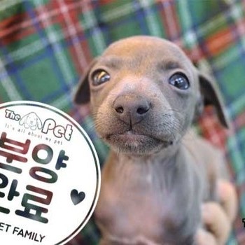 이탈리안그레이하운드 ♀ 11.04 분양완료