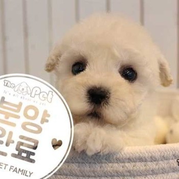 비숑프리제 ♀12.10 분양완료