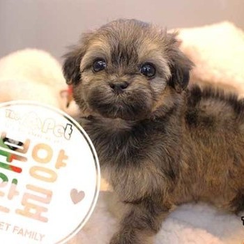 말티푸 ♂ 10.23 분양완료