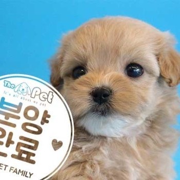 말티푸 ♂ 08.05 분양완료
