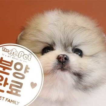 포메라니안 ♂ 08.16 분양완료