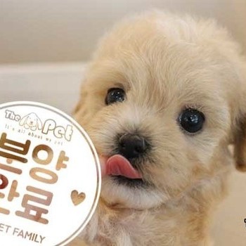 말티푸 ♂ 02.07 분양완료