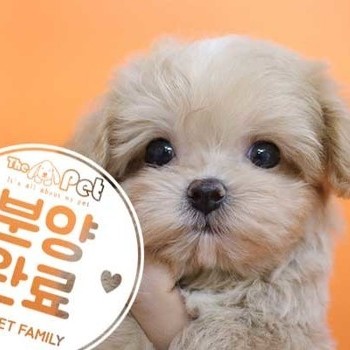 말티푸 ♂ 05.10 분양완료