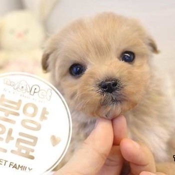 말티푸 ♂ 01.02 분양완료