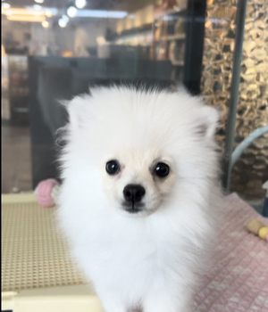 포메라니안 분양후기/중리점 [23.08.06]