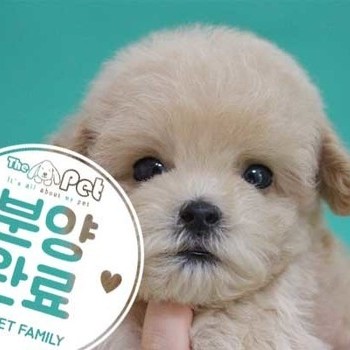 말티푸 ♂ 05.20 분양완료