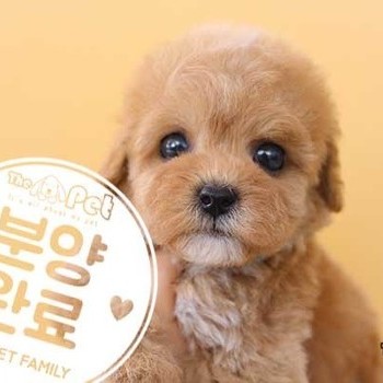 푸들 ♀ 12.01 분양완료