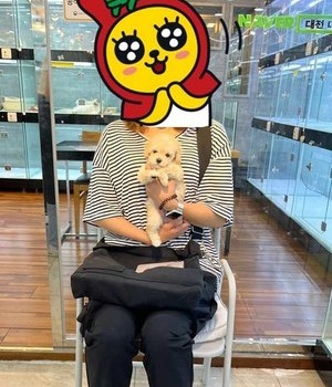 푸들 분양후기 [23.07.18]