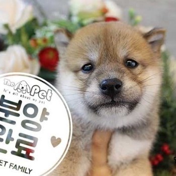 시바이누 ♂ 7.30 분양완료