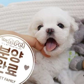 비숑프리제 ♀ 02.26 분양완료
