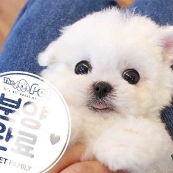 비숑프리제 ♂ 11.26 분양완료
