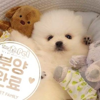 포메라니안 ♂ 02.18 분양완료