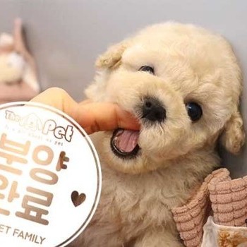 푸들 ♂ 12.22 분양완료