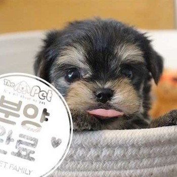 몰키 ♂ 06.18 분양완료