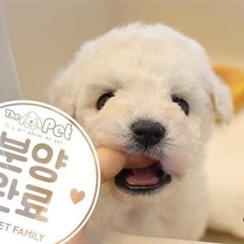 비숑프리제 ♀12.15 분양완료
