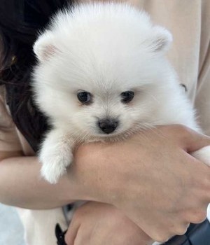 포메라니안 분양후기 [23.07.19]