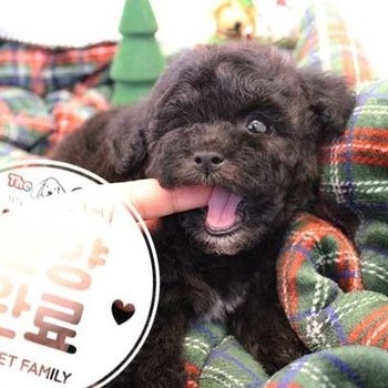 푸들 ♀ 10.28 분양완료
