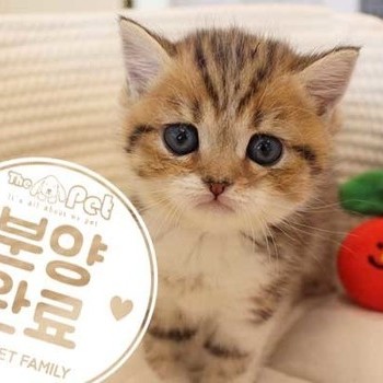 브리티쉬숏헤어 ♂ 12.19 분양완료