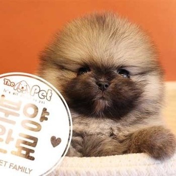 포메라니안 ♂ 1.6 분양완료