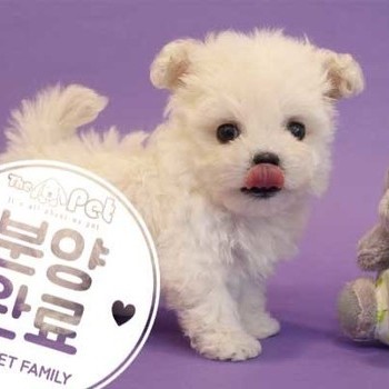  말티푸 ♂ 9.20 분양완료