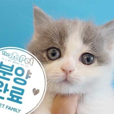 먼치킨 ♂ 3.25 분양완료
