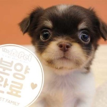 장모치와와 ♂ 5.18 분양완료