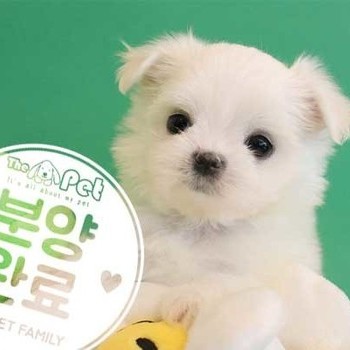 말티즈 ♀ 2.10 분양완료