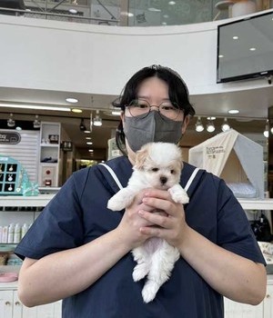 말티푸 분양후기 [24.8.25]