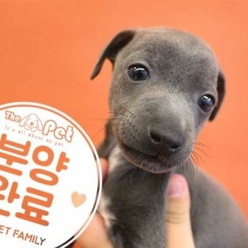이탈리안그레이하운드 ♂ 5.15 분양완료
