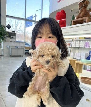 말티푸 분양후기 [24.2.12]