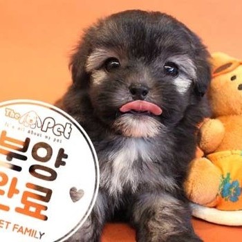 말티푸 ♀ 5.17 분양완료