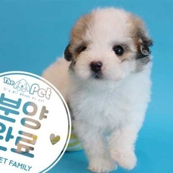 말티푸 ♂ 8.9 분양완료