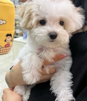 말티푸 분양후기 [24.7.24]