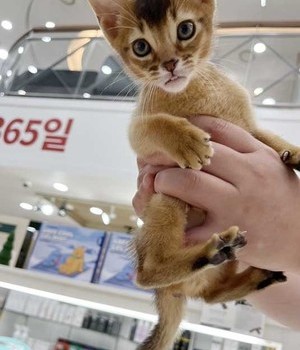 아비시니안 분양후기 [24.5.18]