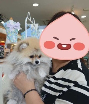 포메라니안 분양후기 [24.9.13]