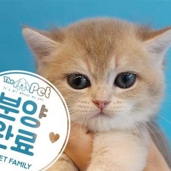  브리티쉬숏헤어 ♀ 5.21 분양완료